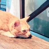 よるこやき