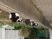 みずどり