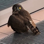 マタ・デル・スグ