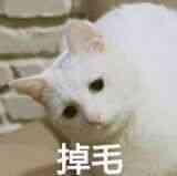 BreadKitty