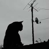 bakeneko_9