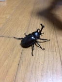 おさしみさん