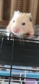 hbty