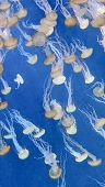 クラゲ