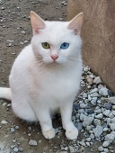 王子に乗った白馬様