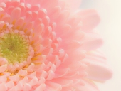 一華🌸