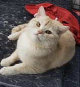 游离小鸟