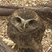 まあさ