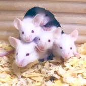 ﾄﾐﾖﾝﾏ