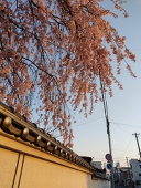 らら