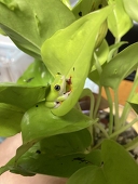 蝸牛