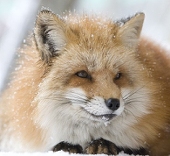 bunny fox