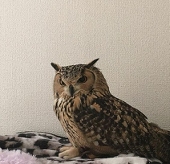 aommomo
