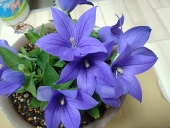 木葉下(きはした)