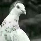 西米目民