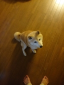 柴犬ミルク