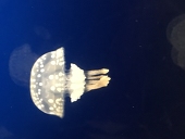 流流海月