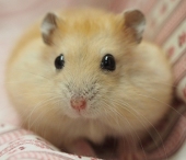 マンシュ