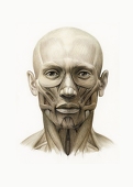 artliu