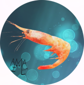 AMAエビ