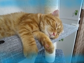 れい