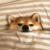 白毛鲸