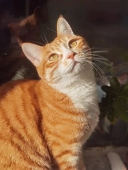 太真