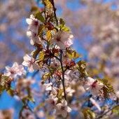 An