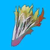 水菜子