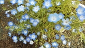 霧原碧蒼
