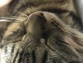 卵カルビ丼