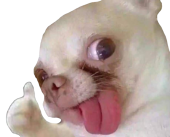piggy