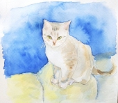 amami
