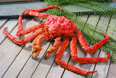 AlaskaPou