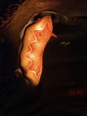 夜雀