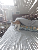 たま