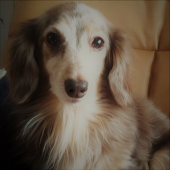 ぺろ(perro)