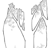 散