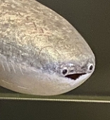 停止線