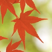 紅葉
