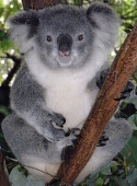 コアラのおじさんだよ🐨