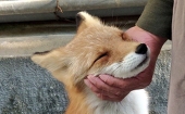 GoToSleep