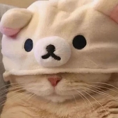 喵本喵
