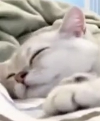 chuuchuu