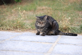 miyo