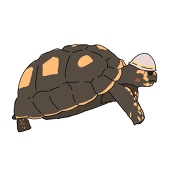 ざっきーちぇーん