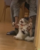 白藤