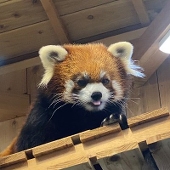 珊瑚