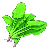 阎罗王的菠菜