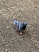 はと